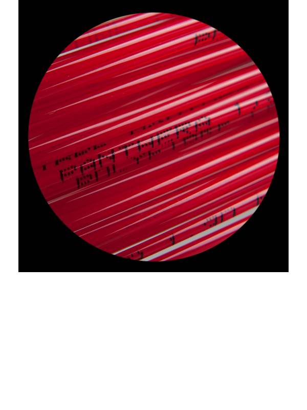 Tenis struna Polyfibre  Panthera - set